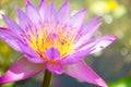 Nelumbo nucifera gaertn BUA Luang, which sources in Southeast Asia.