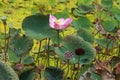 Nelumbo nucifera Gaertn, Nelumbonacea. Blooming lotus flower over dark background. Pink lotus in the garden Royalty Free Stock Photo