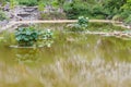 Nelumbo nucifera Gaertn in the pond