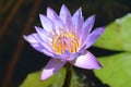 Nelumbo nucifera, Indian lotus
