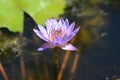 Nelumbo nucifera, Indian lotus