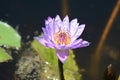 Nelumbo nucifera, Indian lotus