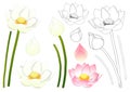 Nelumbo nucifera - Indian lotus, sacred lotus, bean of India, Egyptian bean. National flower of India and Vietnam. Vector