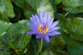 Nelumbo nucifera or lotus in the tarn