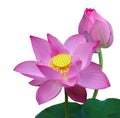 Nelumbo Nucifera Lotus