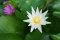 Nelumbo nucifera or lotus in the tarn