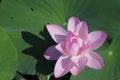 Nelumbo nucifera in Tainan,Taiwan