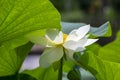 Nelumbo nucifera water plant in bloom, flowering amazing ornamental flowers