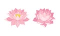 Nelumbo or Water Lily Aquatic Plant with Showy Pink Flower Vector Set