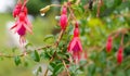 Nema Fuchsia Bell Flower Blomming at Offbeat Mountain Village at East Sikkim Royalty Free Stock Photo