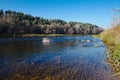 Neman River in Fall with Sedge Royalty Free Stock Photo