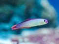 Nemateleotris decora - Elegant firefish