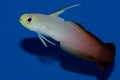 Firefish goby