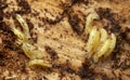 Nematocera larvae on wood