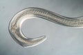 Nematode Parasitic worm