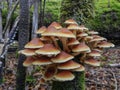 Mushroom Nematoloma frowardii in the forest of the Argentine Patagonia