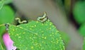 Nematus septentrionalis, Craesus septentrionalis, the flat-legged tenthred on a Prunus cerasus leaf Royalty Free Stock Photo