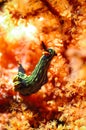 Nembrotha black green nudibranch kapoposang scuba diver diving