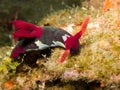 Nembrotha chamberlaini nudibranch