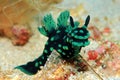 Nembrotha Cristata