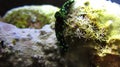 Nembrotha cristata green peers out from the tip of a reef in search of food. Nudibranch snail seen while diving in Tulaben, Bali, Royalty Free Stock Photo