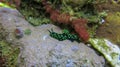 Nembrotha cristata green peers out from the tip of a reef in search of food. Nudibranch snail seen while diving in Tulaben, Bali, Royalty Free Stock Photo