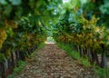 Nemea peloponese vineyards Royalty Free Stock Photo