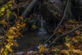 Nemecsky creek in Prucelska valley in autumn evening with color leafs Royalty Free Stock Photo