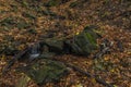 Nemecsky creek in Prucelska valley in autumn evening with color leafs Royalty Free Stock Photo