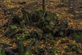 Nemecsky creek in Prucelska valley in autumn evening with color leafs Royalty Free Stock Photo