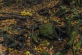 Nemecsky creek in Prucelska valley in autumn evening with color leafs Royalty Free Stock Photo