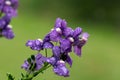 Nemesia Royalty Free Stock Photo