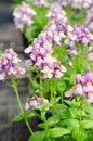 nemesia flower in garden Royalty Free Stock Photo