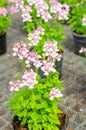 nemesia flower in garden Royalty Free Stock Photo