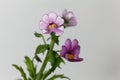 Nemesia flower Royalty Free Stock Photo