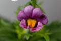 Nemesia flower Royalty Free Stock Photo