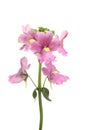 Nemesia flowers isolated Royalty Free Stock Photo