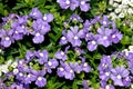 Nemesia fruticans `Bluebird` Royalty Free Stock Photo