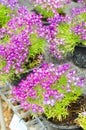 Nemesia fruticans flower bouquet Royalty Free Stock Photo