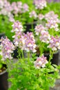 Nemesia fruticans flower bouquet Royalty Free Stock Photo