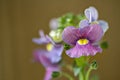 Nemesia fruticans, Scrophulariaceae from South Africa Royalty Free Stock Photo