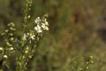 Nemesia fruticans Royalty Free Stock Photo