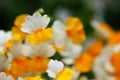 Nemesia hybrid sunsatia Royalty Free Stock Photo