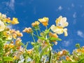 Nemesia sp. flowers close-up against blue sky