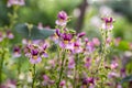 Nemesia strumosa ornamental flowers in bloom, purple violet with yellow center Royalty Free Stock Photo
