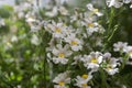 Nemesia strumosa ornamental flowers in bloom, white color Royalty Free Stock Photo