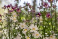 Nemesia strumosa ornamental flowers in bloom, white with yellow center Royalty Free Stock Photo