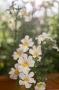 Nemesia strumosa ornamental flowers in bloom, white with yellow center Royalty Free Stock Photo