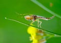 Nemesis mosquito of the family Chironomidae sits on a blade of grass