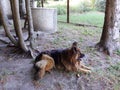 German shepherd on the farm Royalty Free Stock Photo